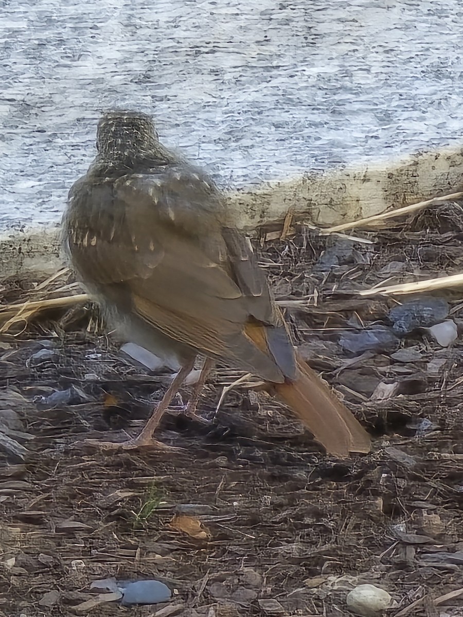 Gray-cheeked/Bicknell's Thrush - ML642774891