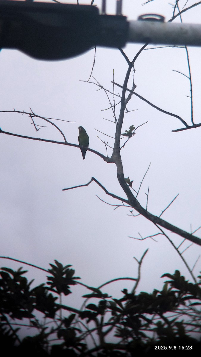 Orange-chinned Parakeet - ML642774892