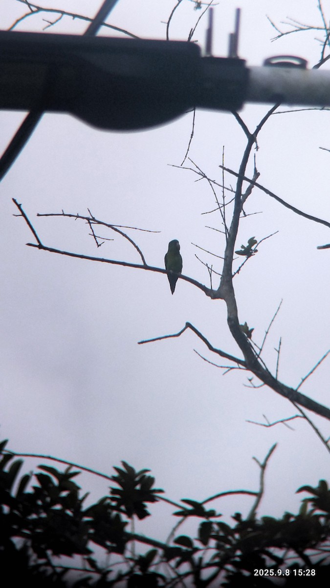 Orange-chinned Parakeet - ML642774895