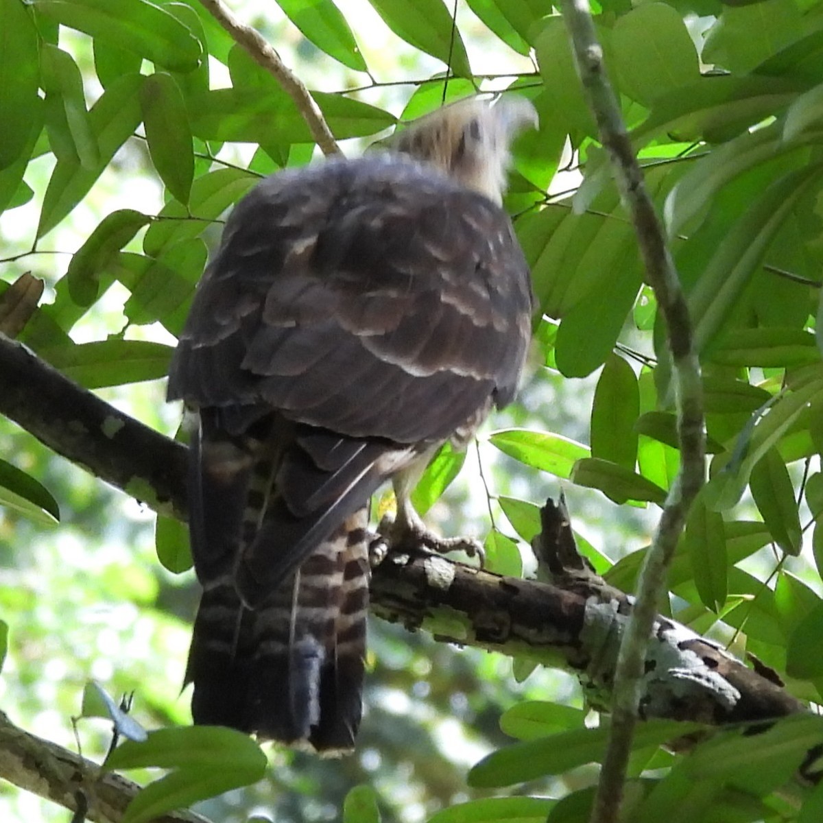 Yellow-headed Caracara - ML642774951