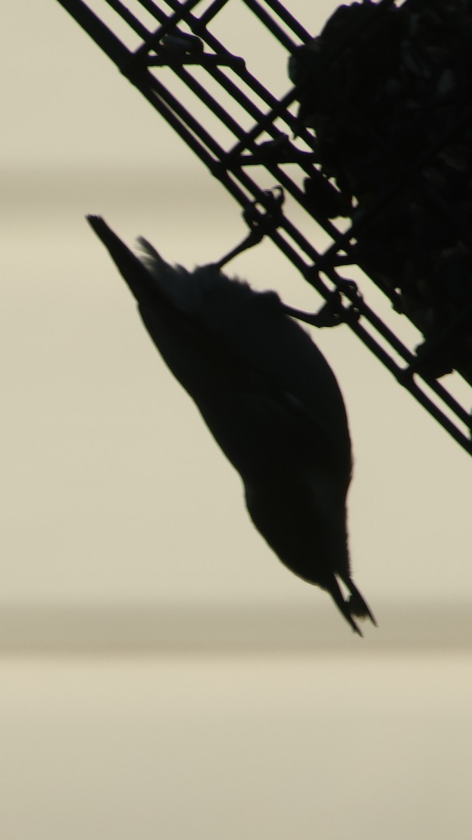 Brown-headed Nuthatch - ML642774954
