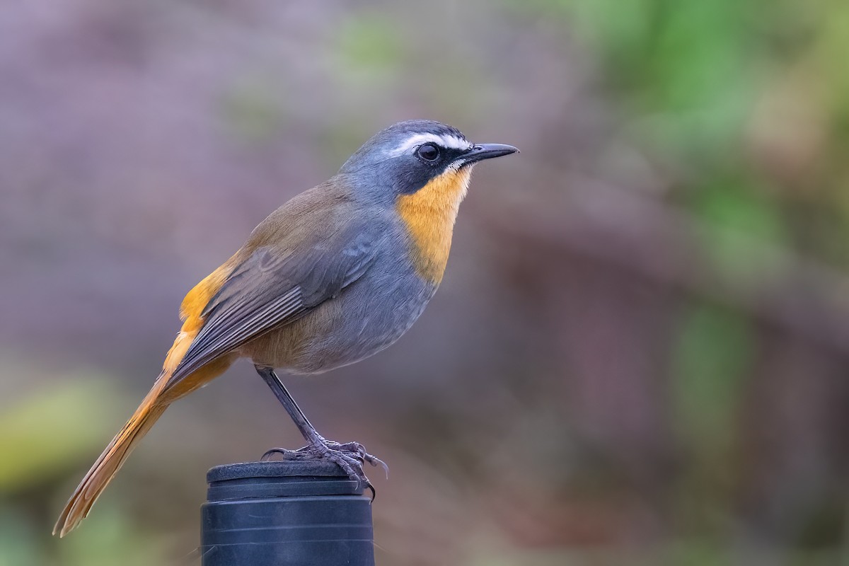 Cape Robin-Chat - ML642774969