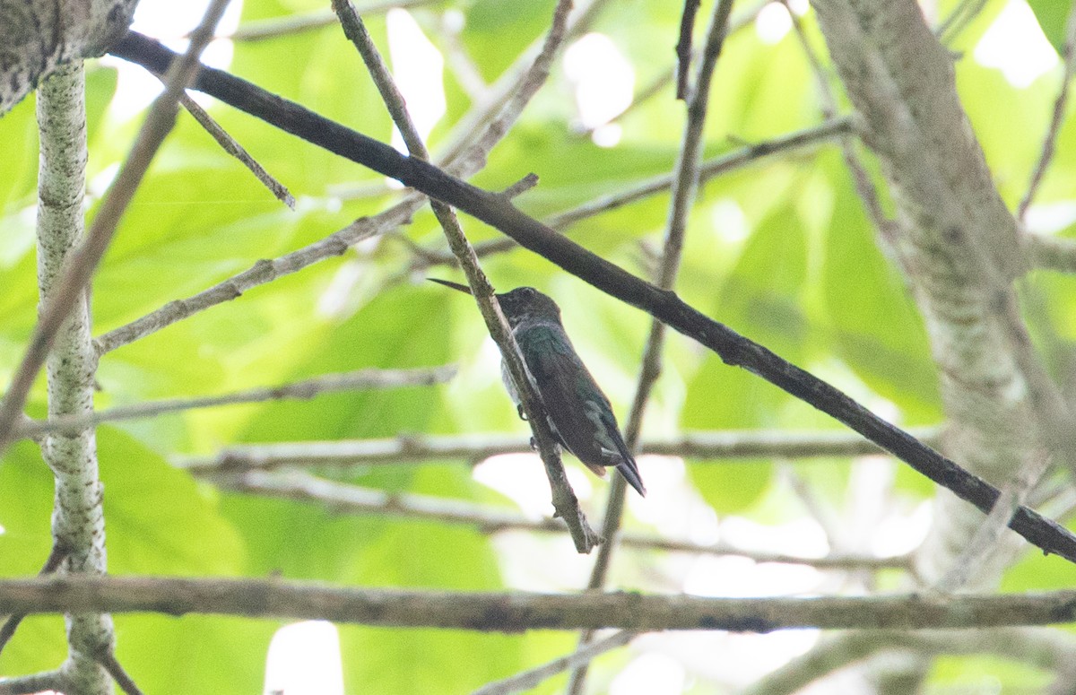 Scaly-breasted Hummingbird - ML642774974