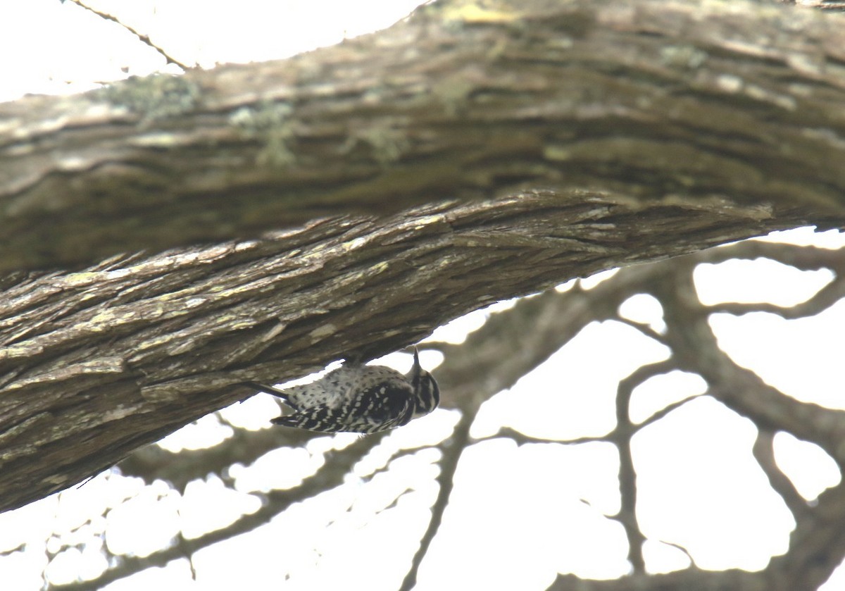 Nuttall's Woodpecker - ML642775005