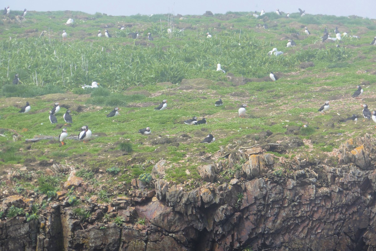 Atlantic Puffin - ML642775009