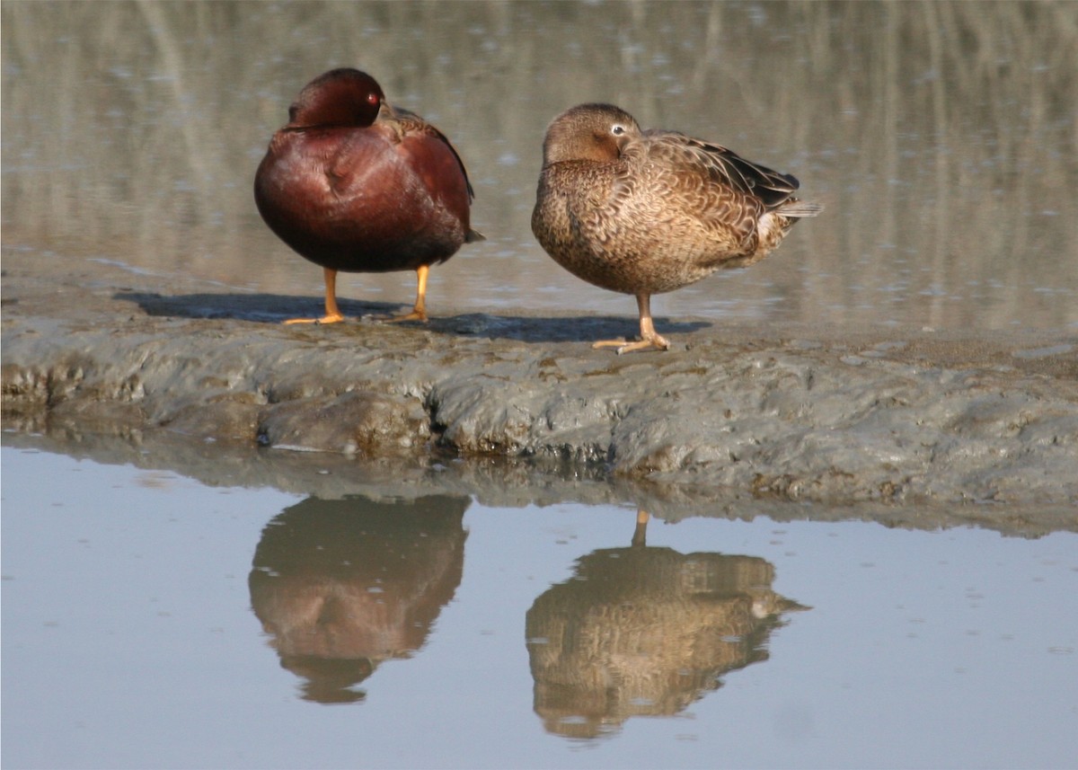 Cinnamon Teal - ML642775018