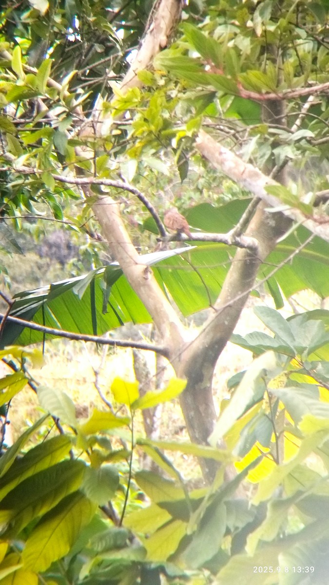 Ruddy Ground Dove - ML642775040