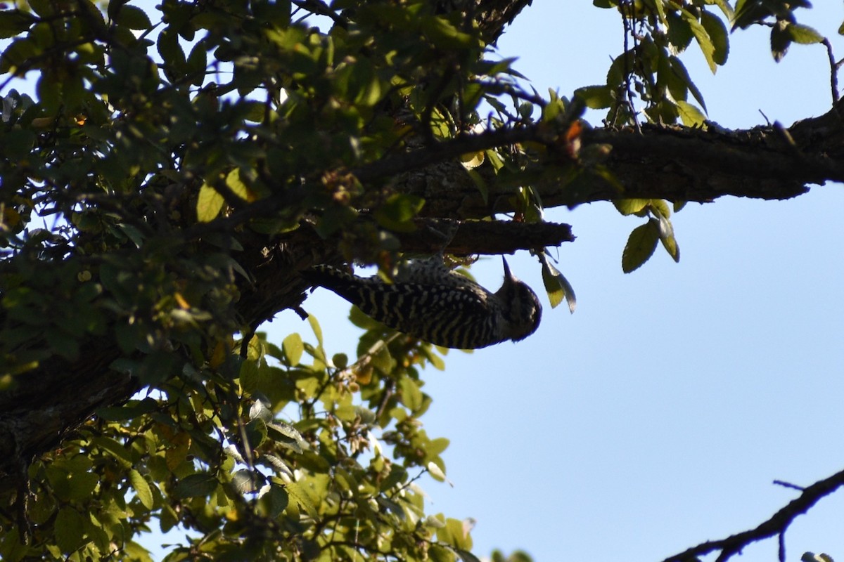 Ladder-backed Woodpecker - ML642775041