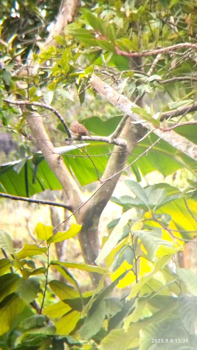 Ruddy Ground Dove - ML642775042