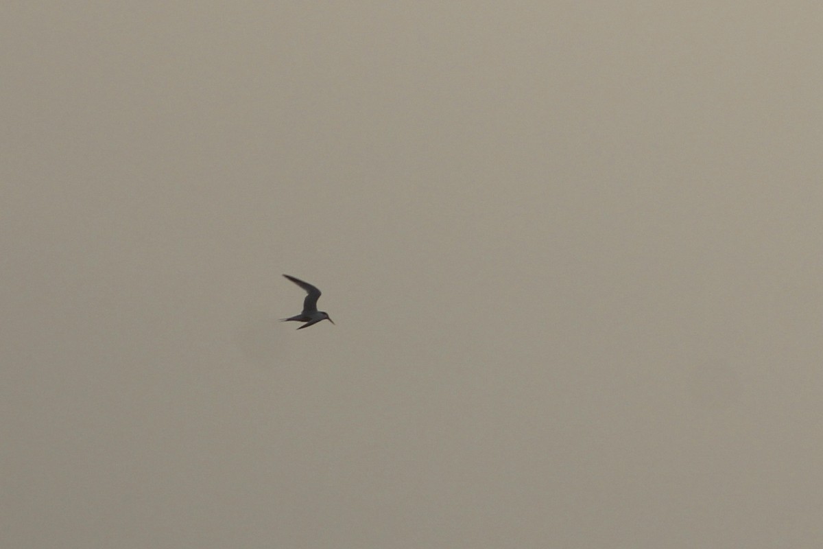 Elegant Tern - ML642775082