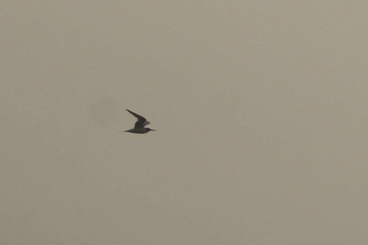 Elegant Tern - ML642775083