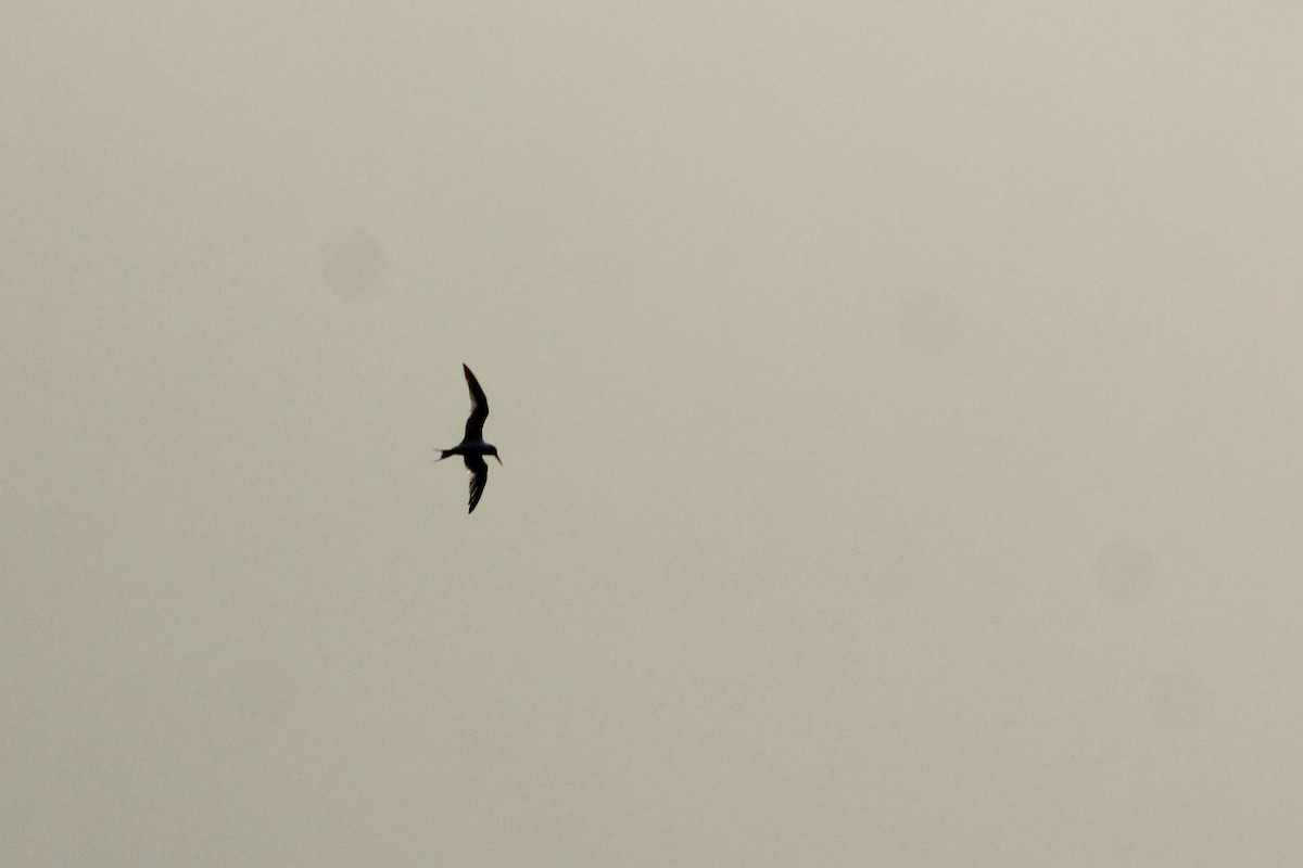 Elegant Tern - ML642775084