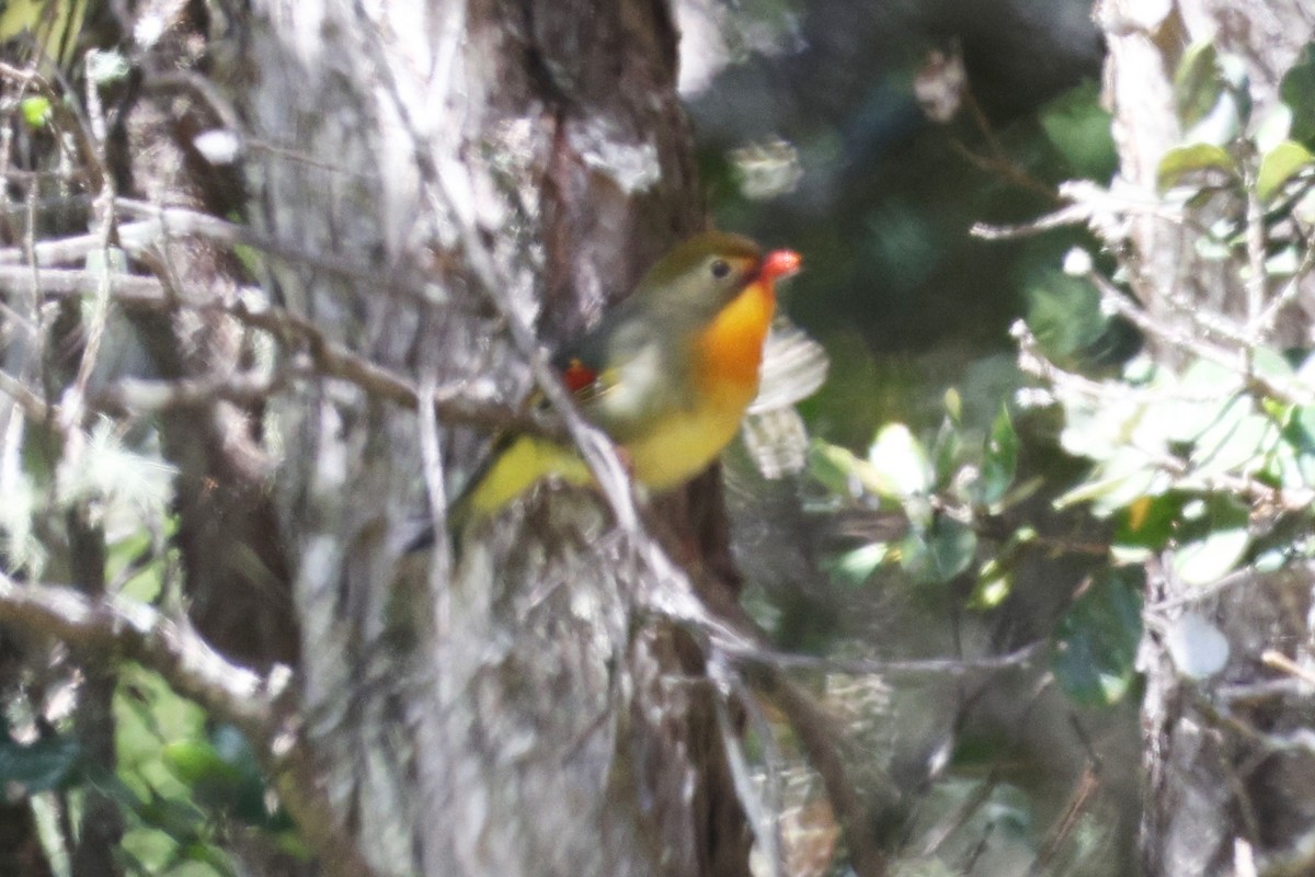 Red-billed Leiothrix - ML642775086
