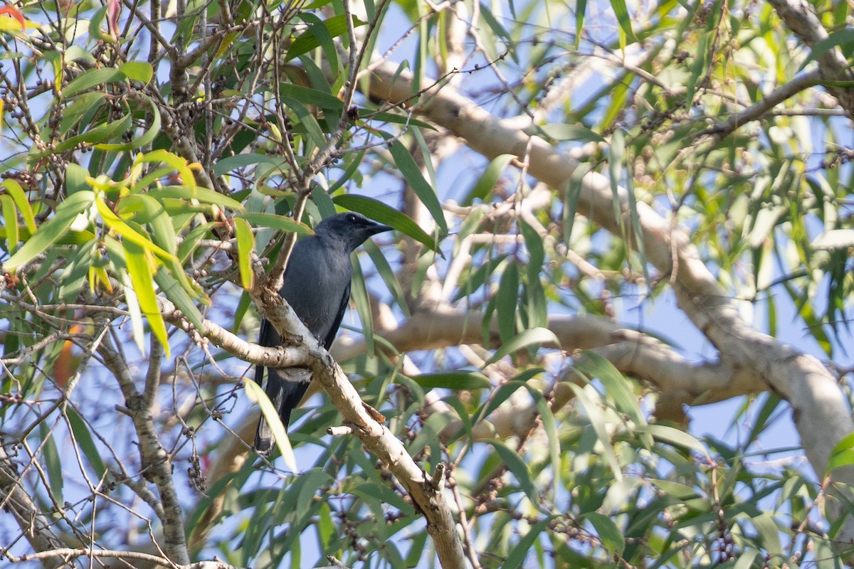 Sahul Cicadabird - ML642775095