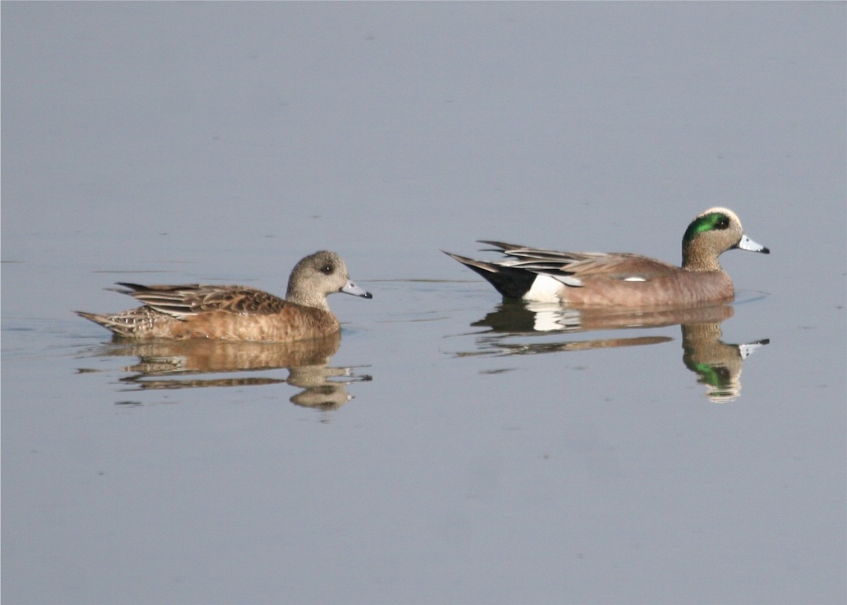 American Wigeon - ML642775096