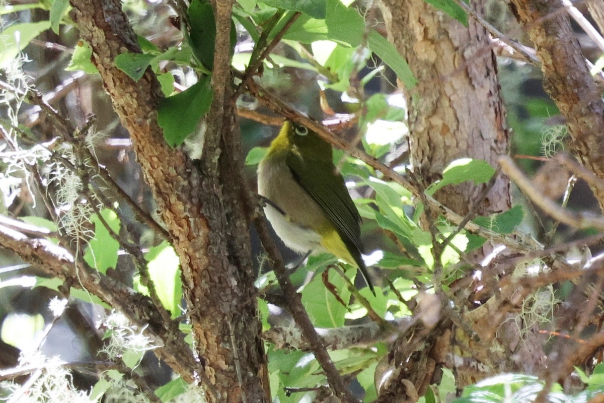 Warbling White-eye - ML642775104