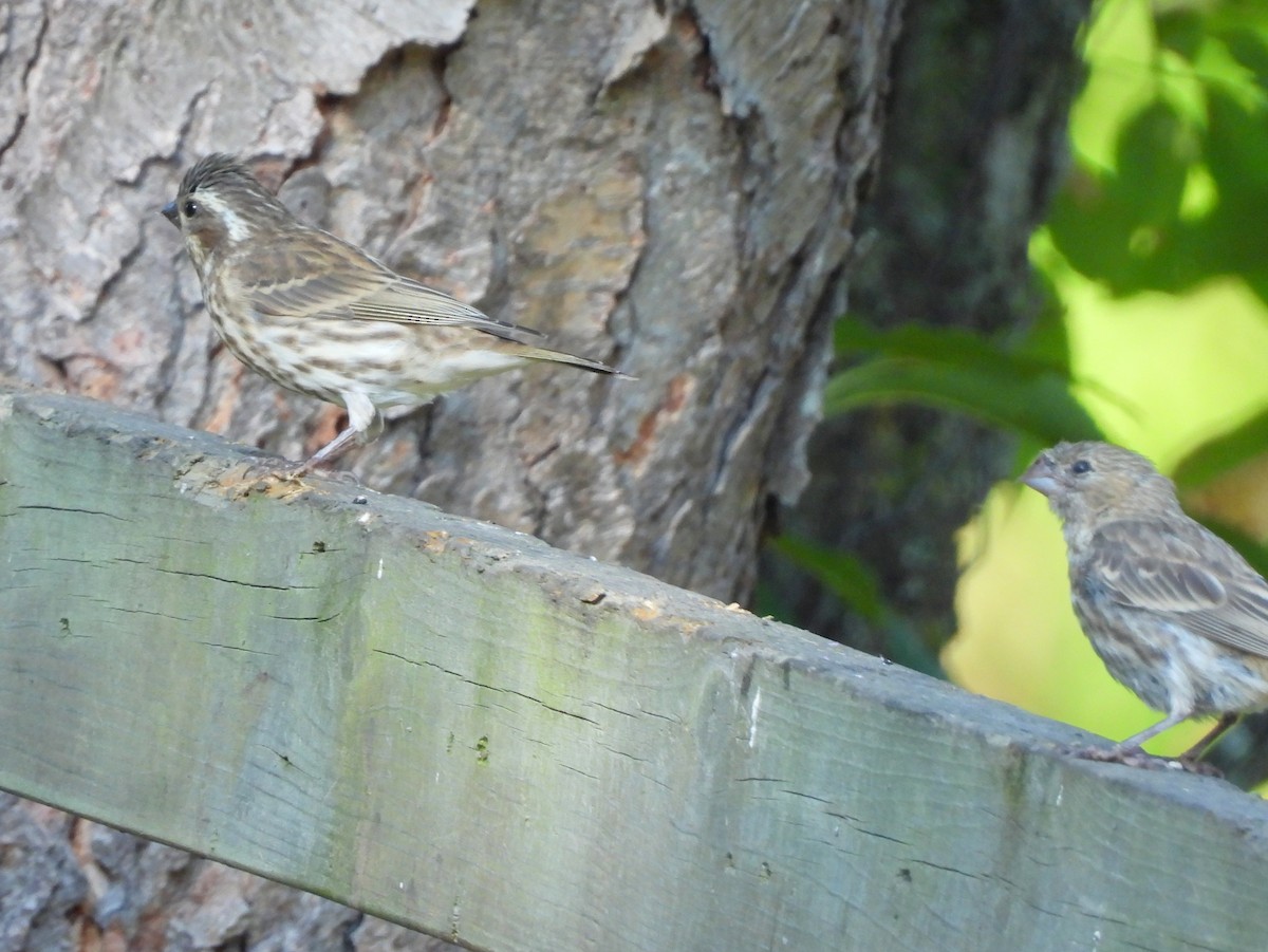 Purple Finch - Ethan Beasley