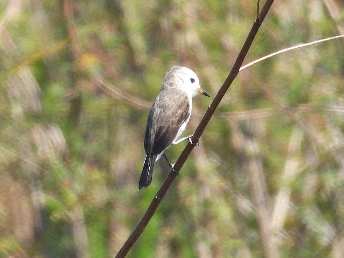 White-headed Marsh Tyrant - ML642775110
