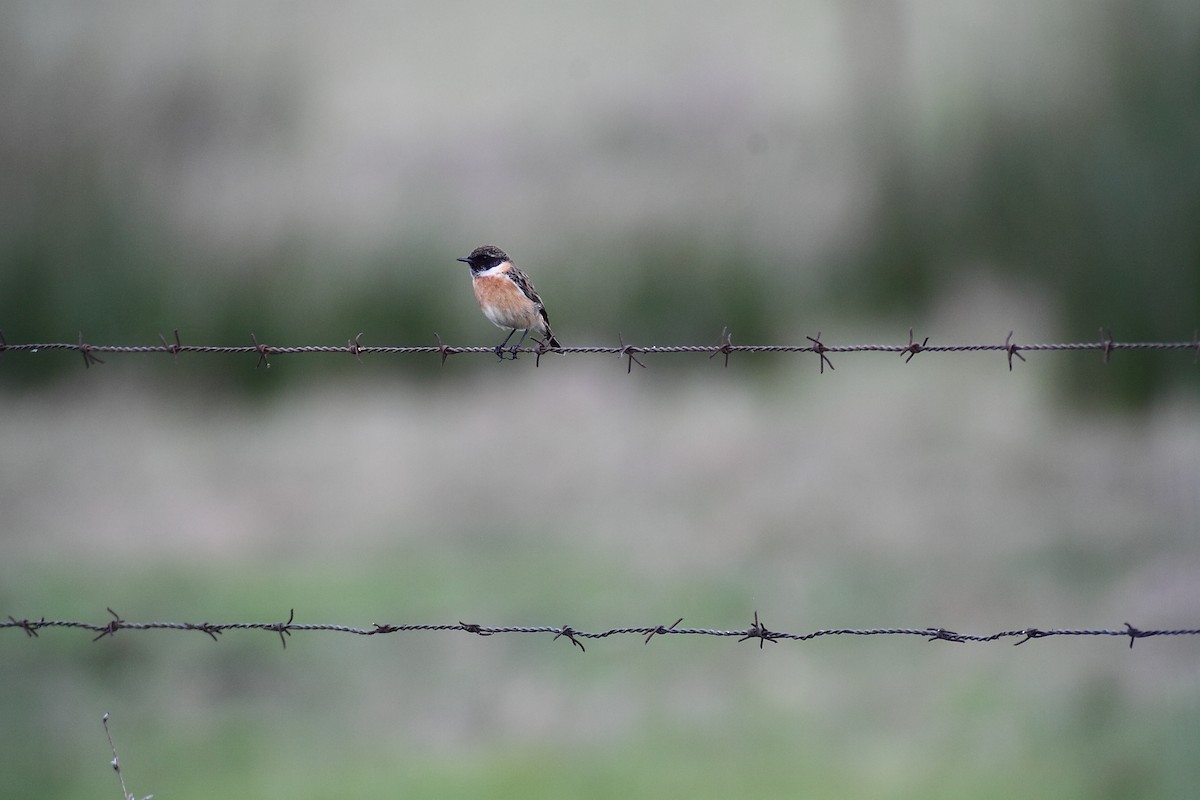 European Stonechat - ML642775116