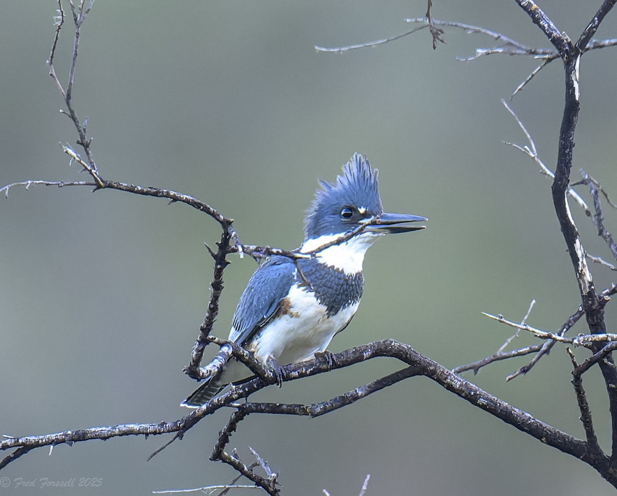 Belted Kingfisher - ML642775117