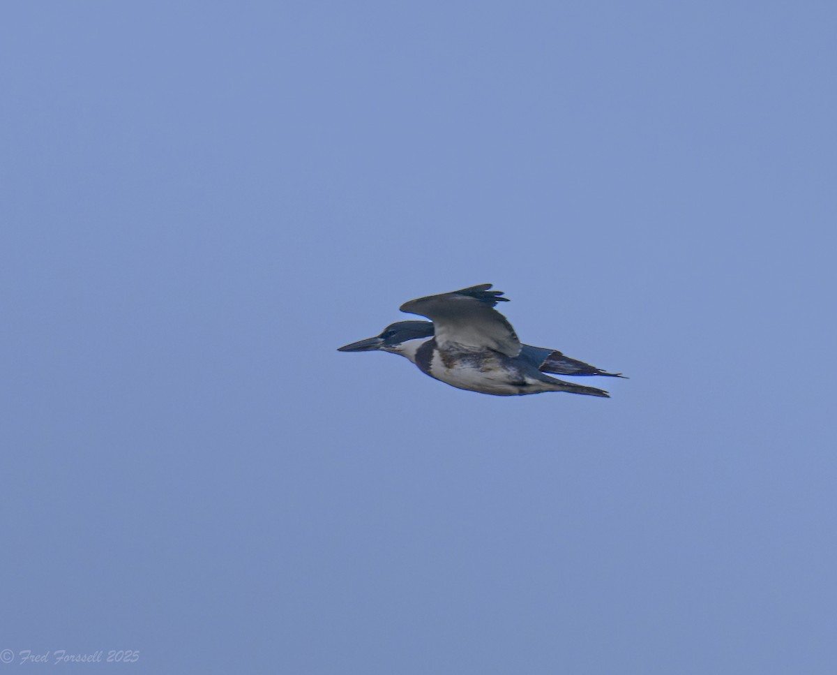 Belted Kingfisher - ML642775128