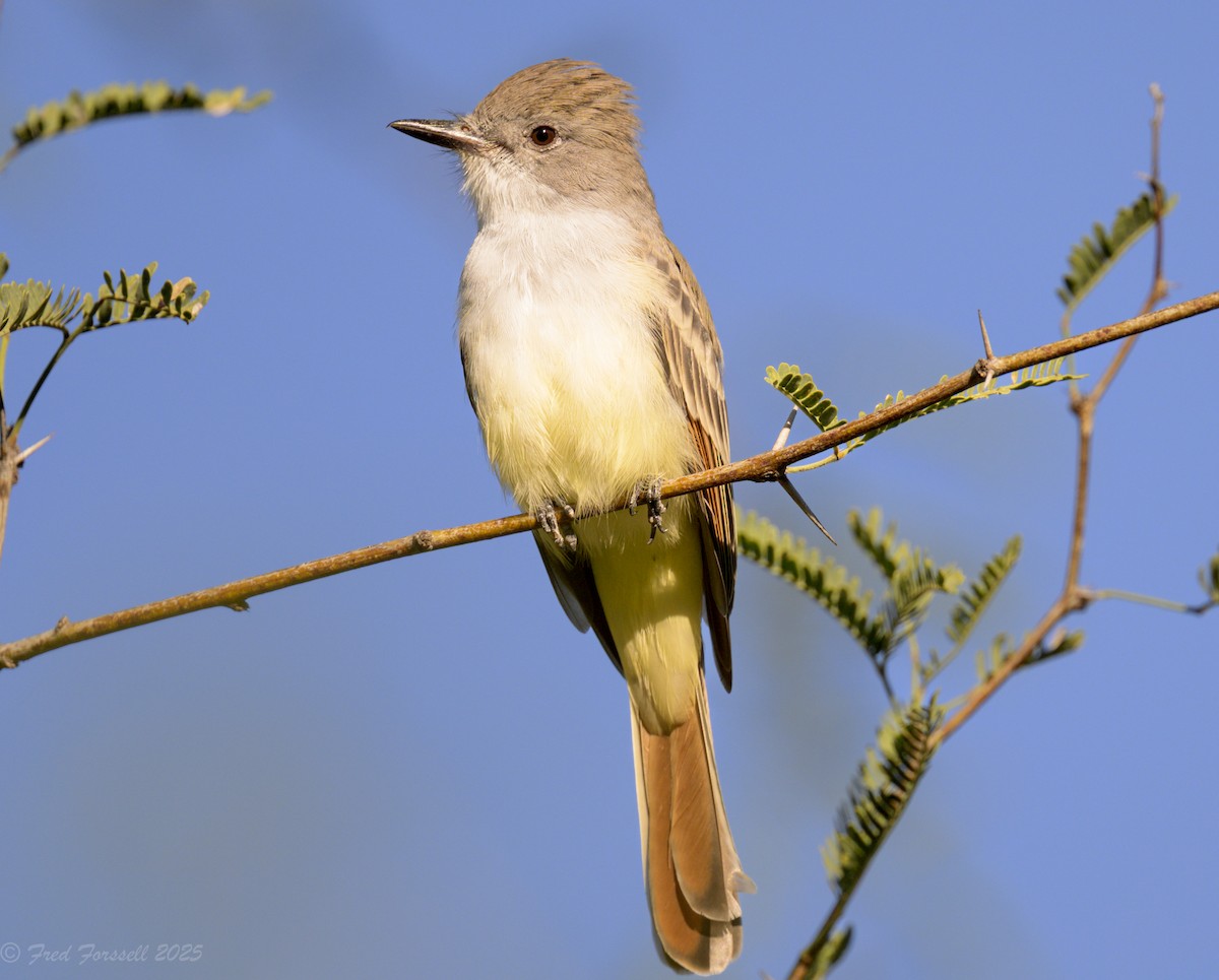 Ash-throated Flycatcher - ML642775142