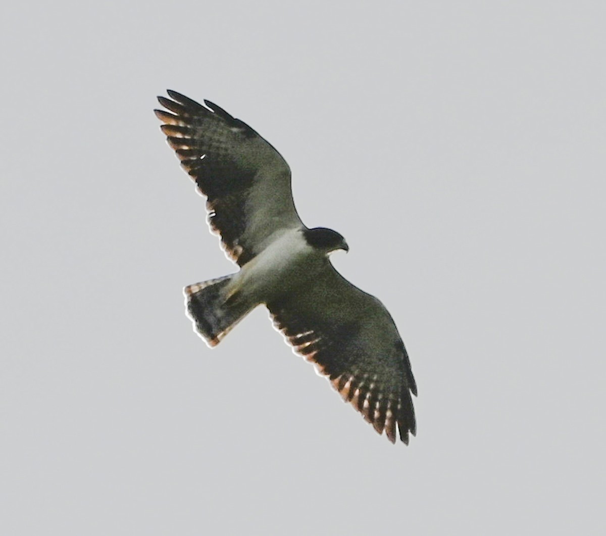 Short-tailed Hawk - ML642775145