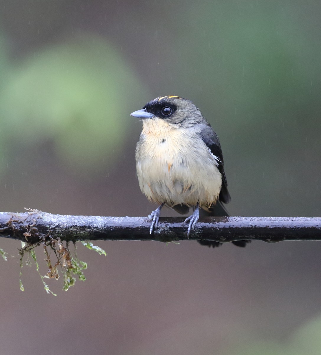 Black-goggled Tanager - ML642775172