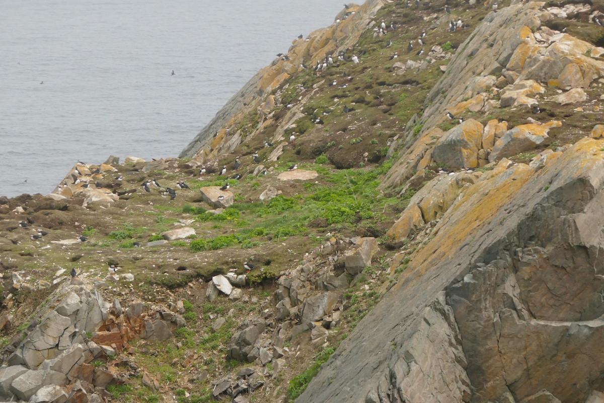 Atlantic Puffin - ML642775174