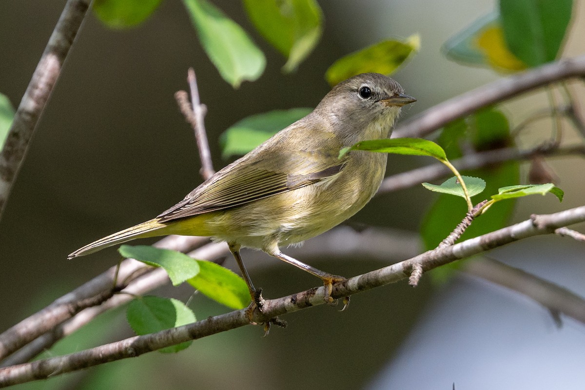 Orange-crowned Warbler - ML642775181