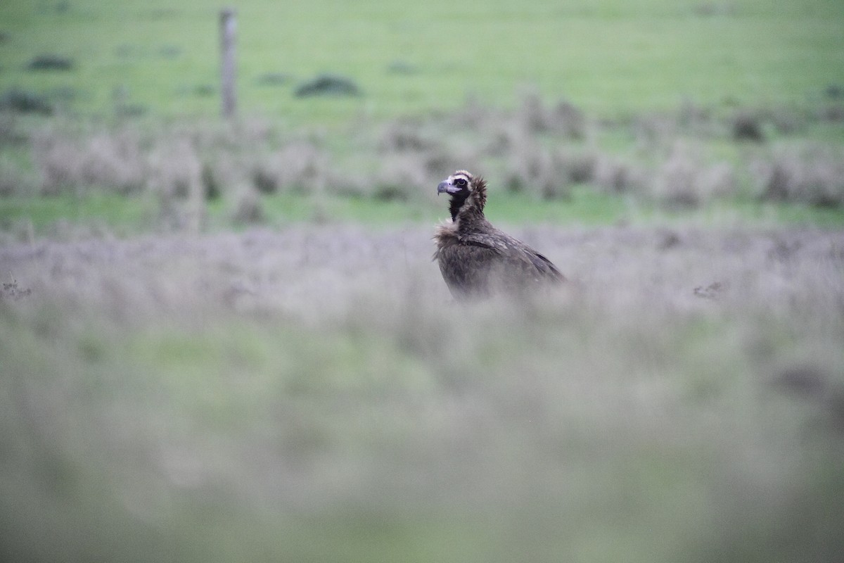 Cinereous Vulture - ML642775182