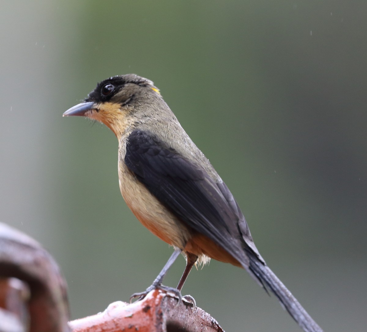 Black-goggled Tanager - ML642775184