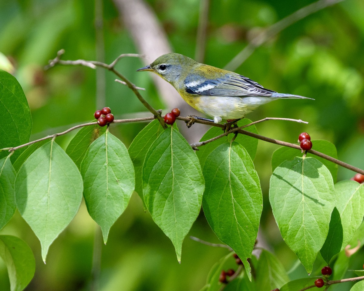 Northern Parula - ML642775190