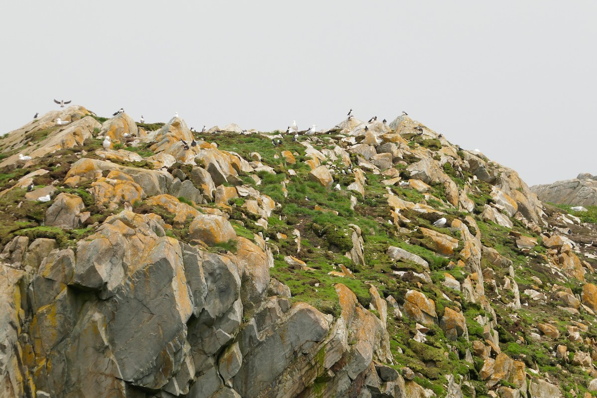 Atlantic Puffin - ML642775192