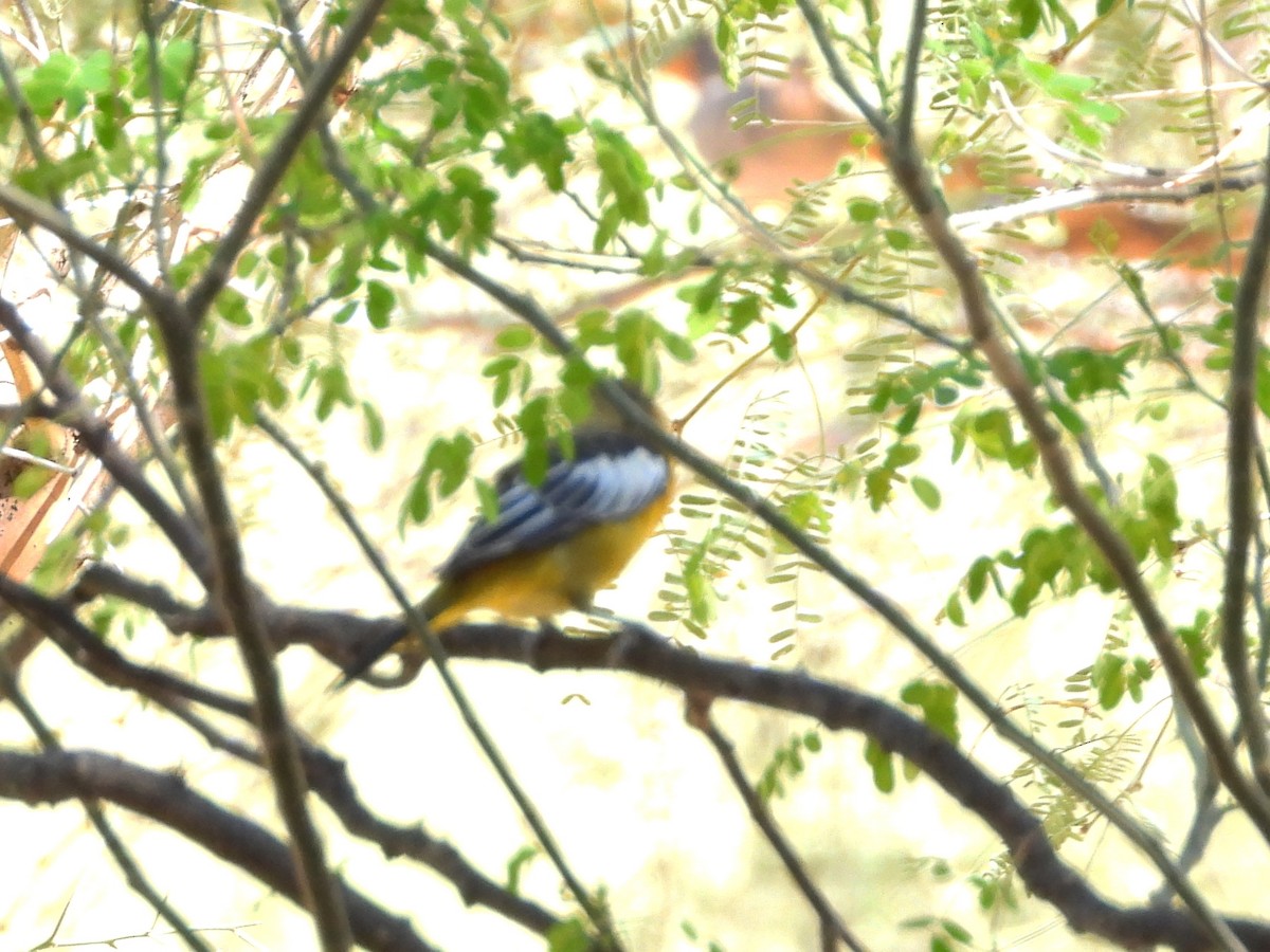 Bullock's Oriole - ML642775216