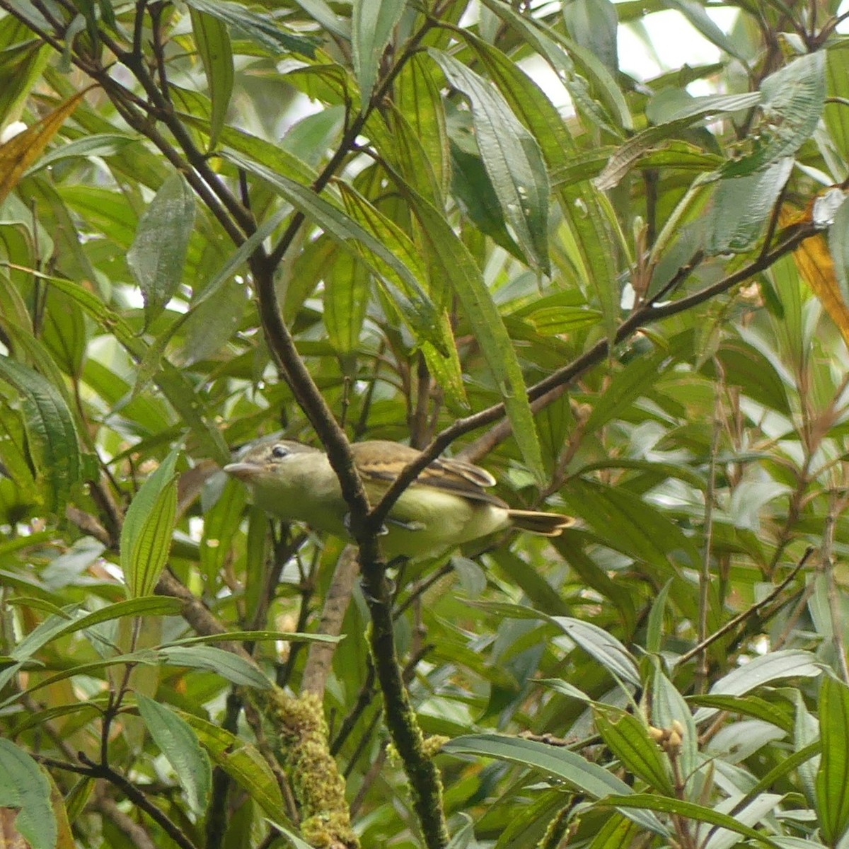 White-winged Becard - ML642775228