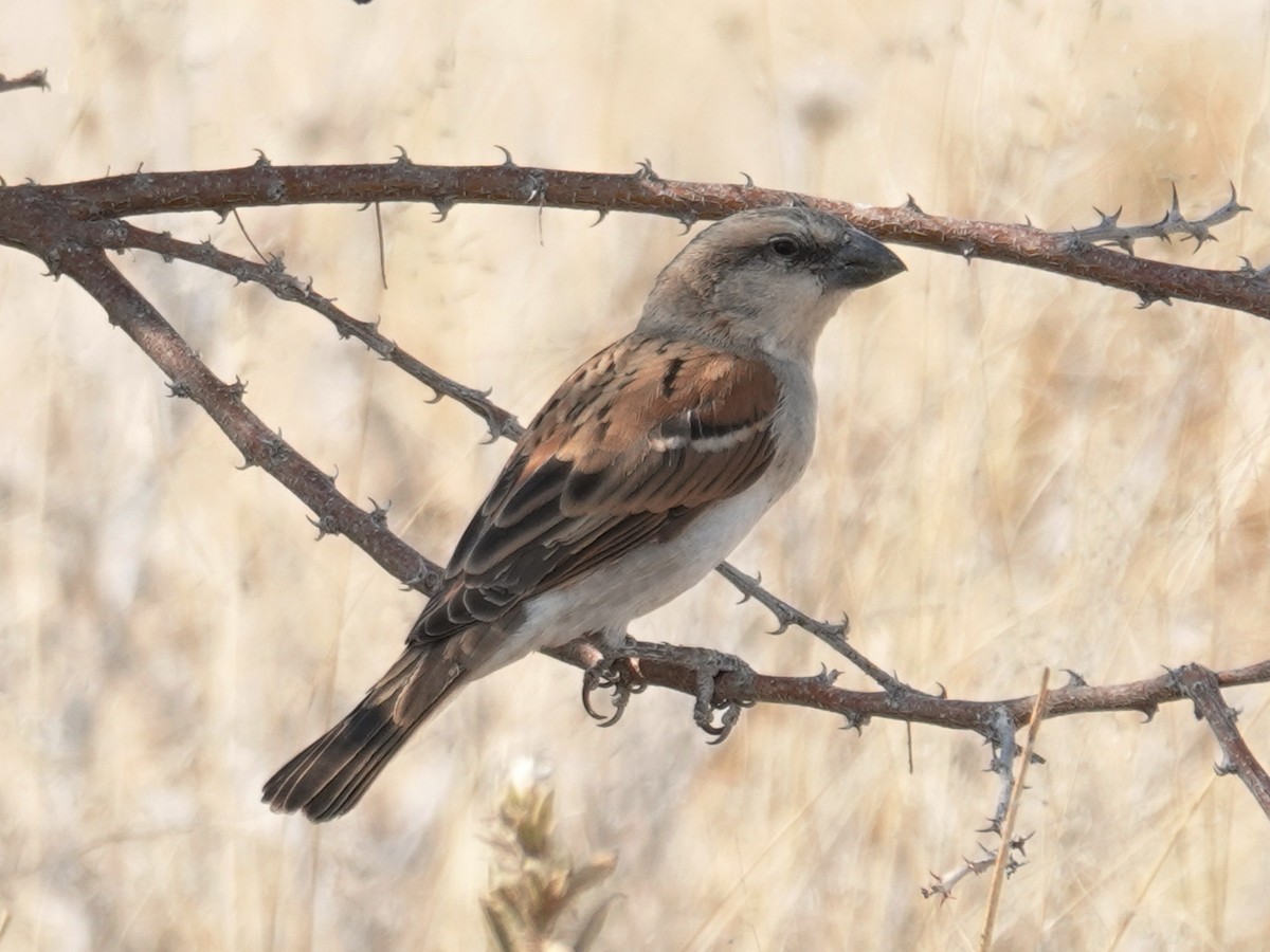 Great Rufous Sparrow - ML642775240