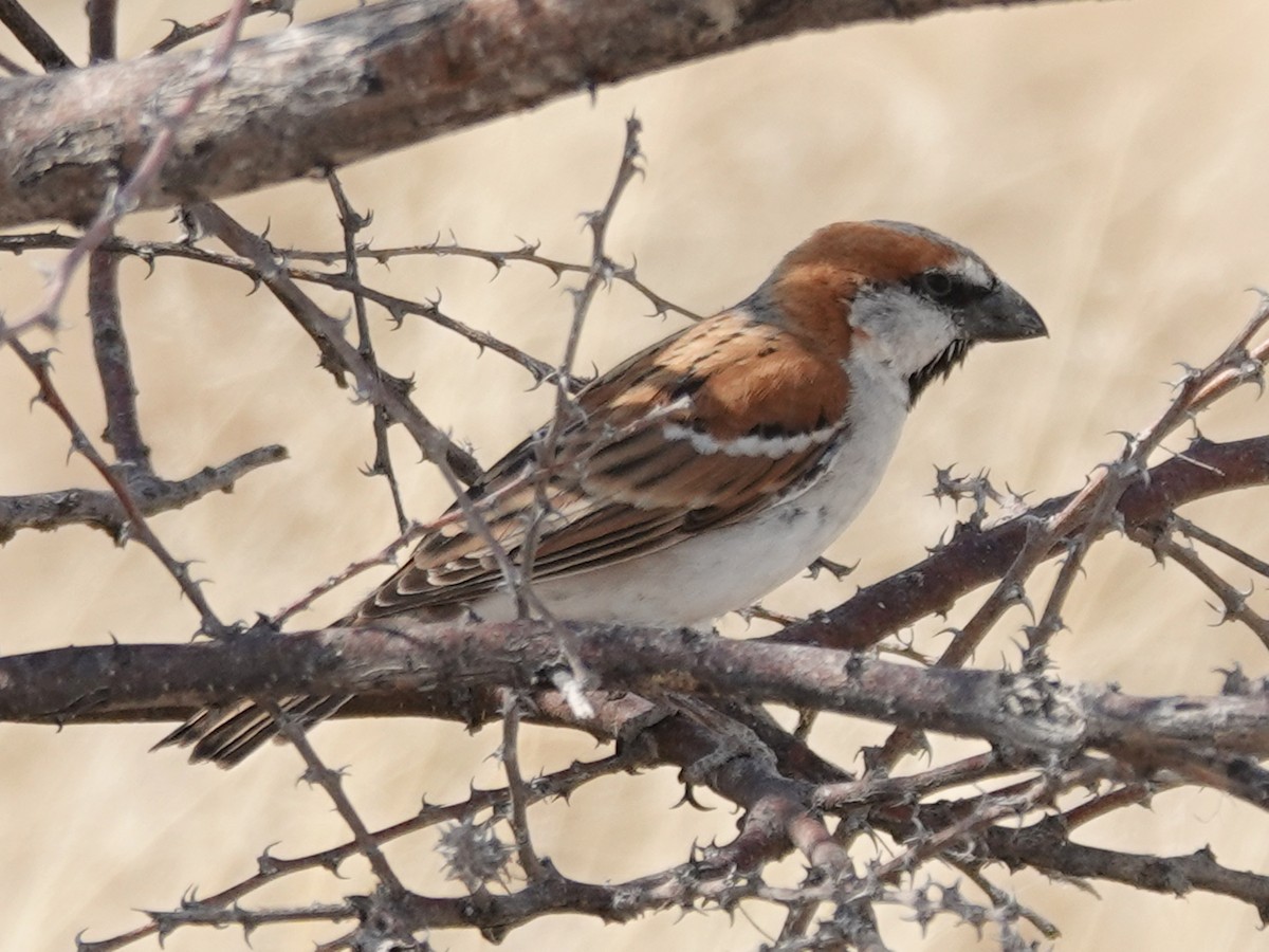 Great Rufous Sparrow - ML642775241