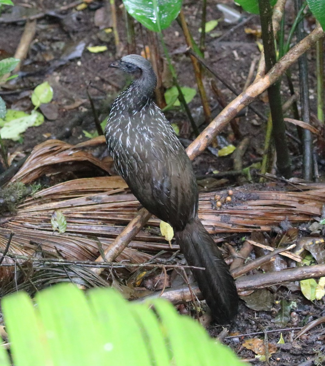 Dusky-legged Guan - ML642775253