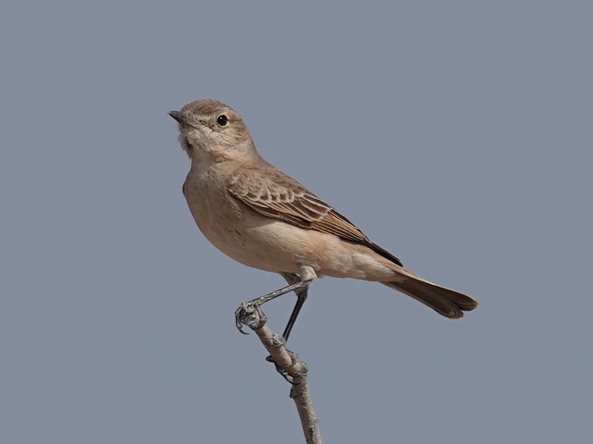 Chat Flycatcher - ML642775257