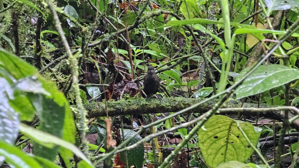 Nightingale Wren - ML642775263