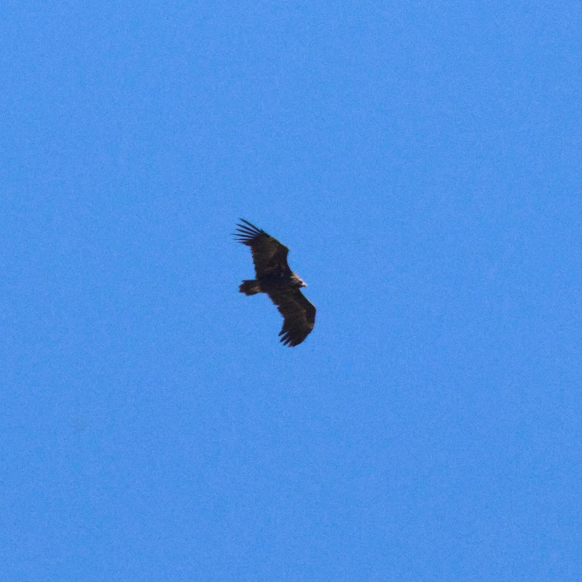 Cinereous Vulture - ML642775264