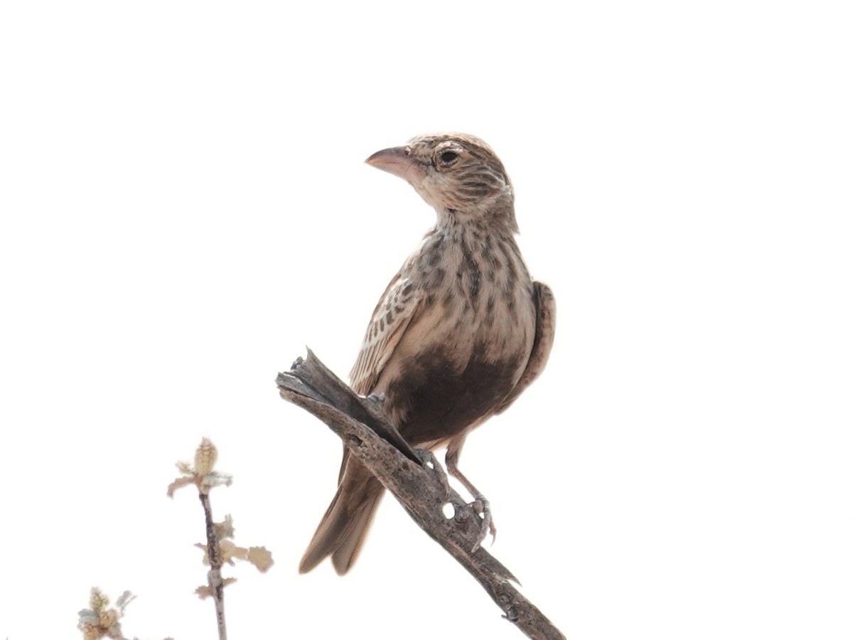 Gray-backed Sparrow-Lark - ML642775265