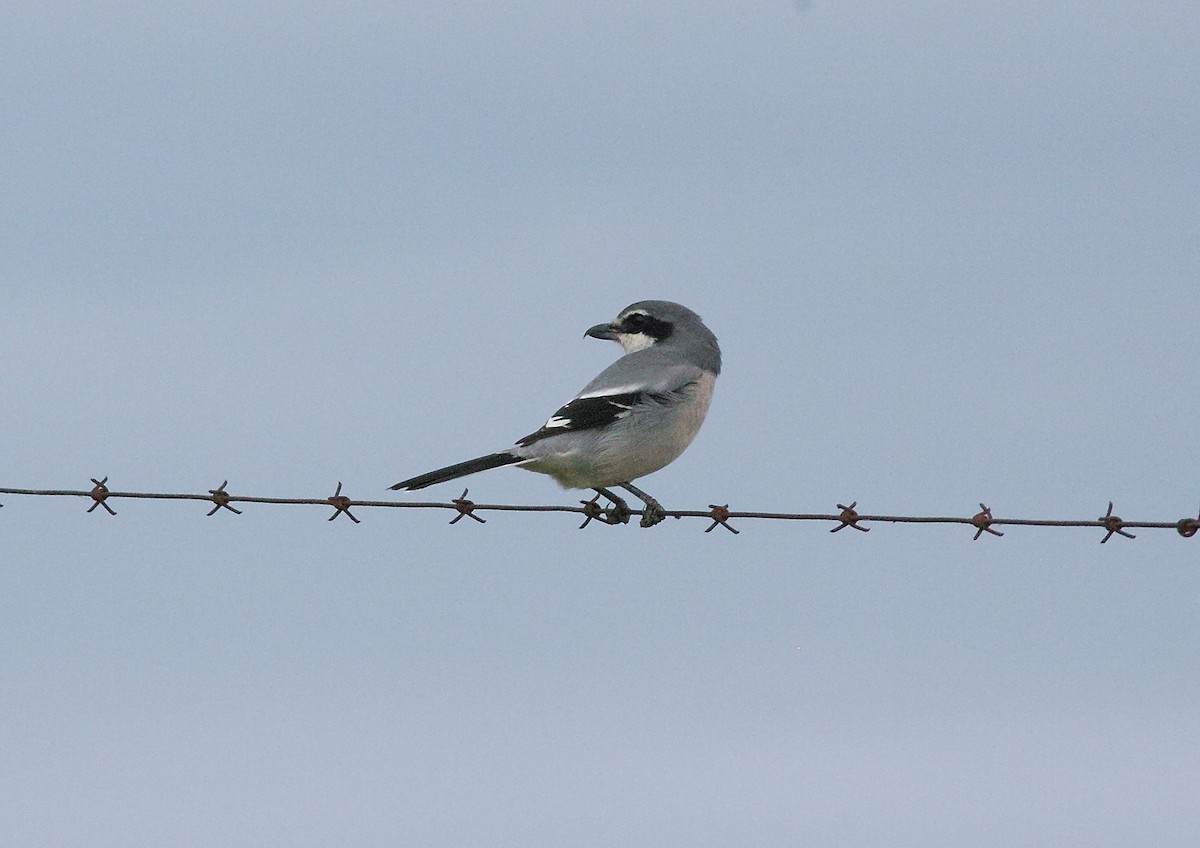Iberian Gray Shrike - ML642775279