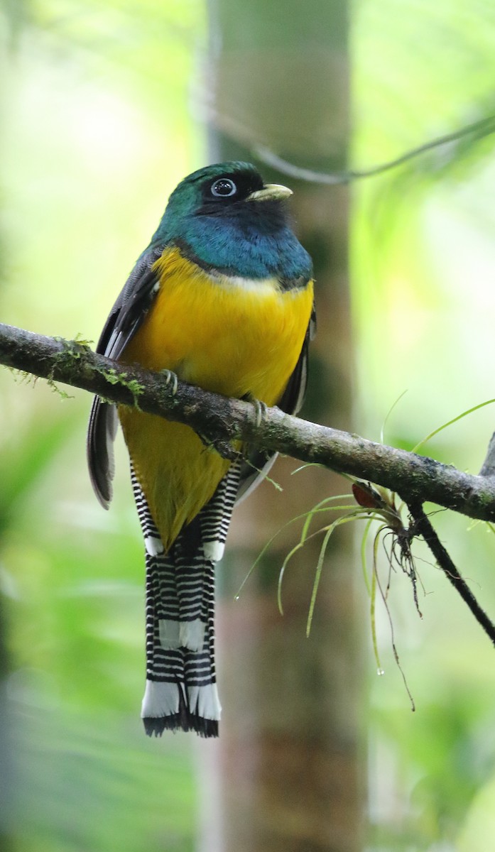 Atlantic Black-throated Trogon (Southern) - ML642775280