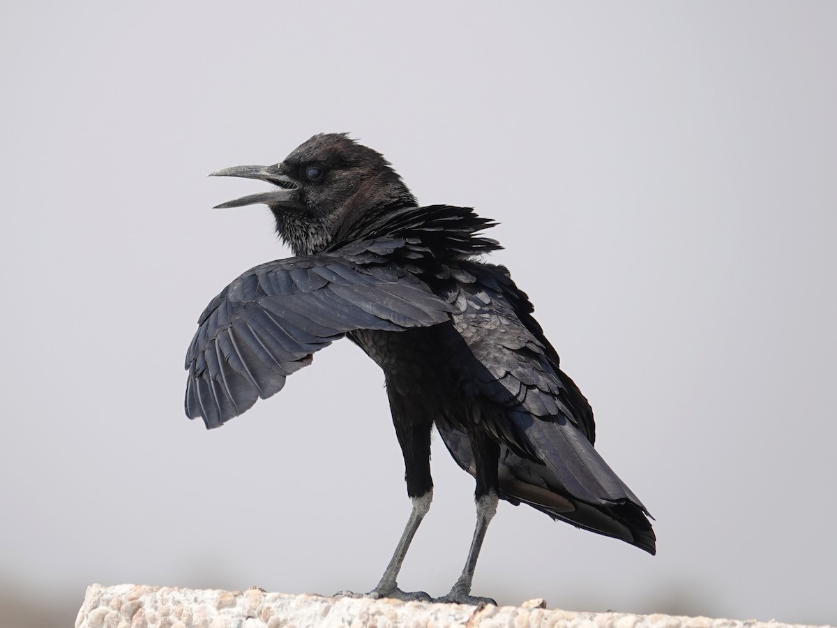 Cape Crow - ML642775282