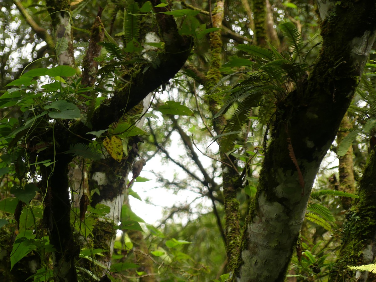 Olivaceous Woodcreeper - ML642775283
