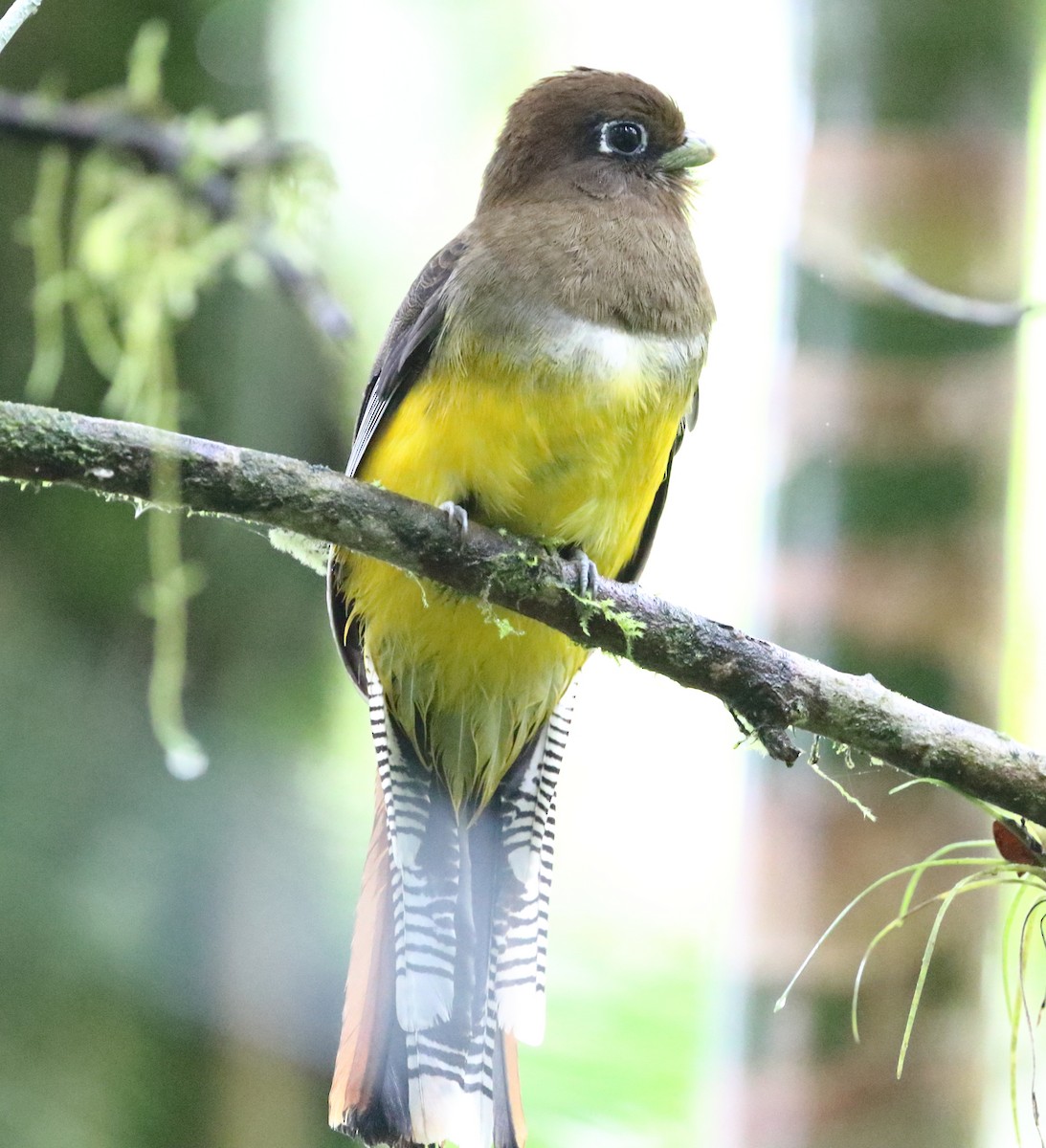 Atlantic Black-throated Trogon (Southern) - ML642775289