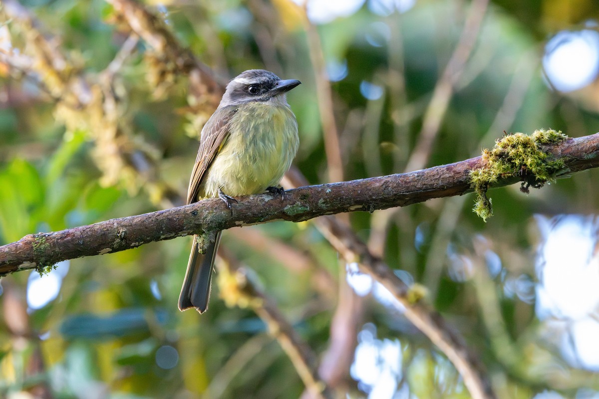 Golden-bellied Flycatcher - ML642775290
