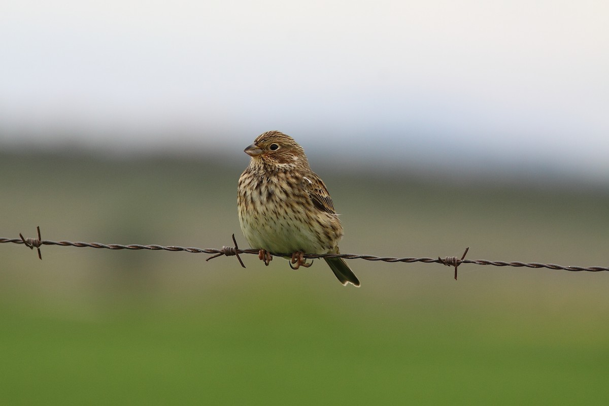 Corn Bunting - ML642775298